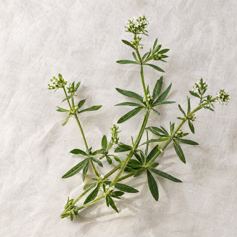 Kletten-Labkraut (Galium aparine)
