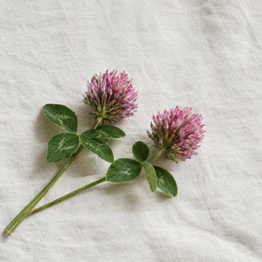 Rotklee-Blüte (Trifolium pratense)