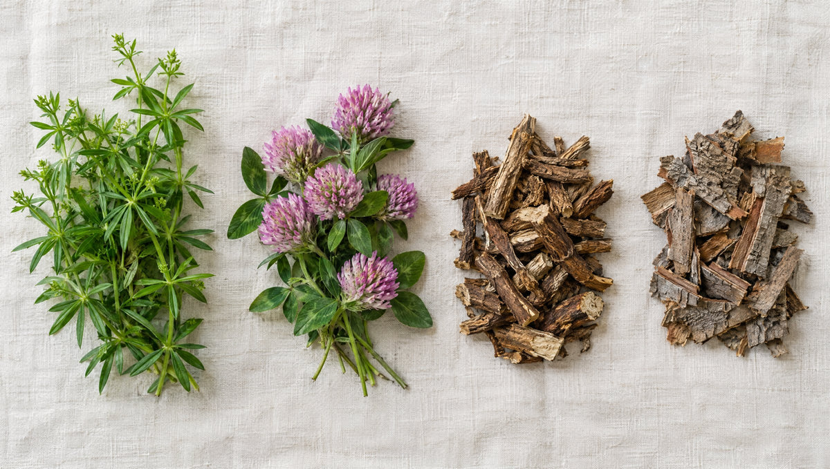 Die vier Pflanzen in Leichtkraut: Kletten-Labkraut, Rotklee, Stillingia-Wurzel, Stachel-Eschenrinde